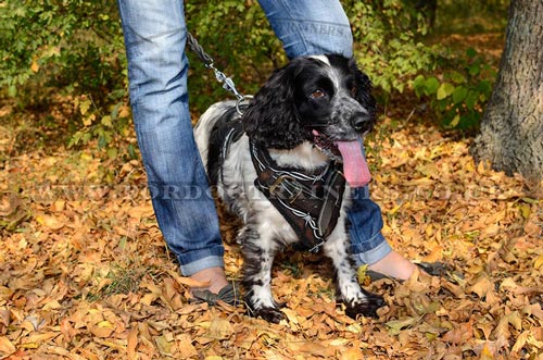 Stylish Handpainted Leather Dog Body Harness Springer Spaniel