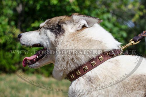 Husky Collar UK New Design | Studded Leather Dog Collar