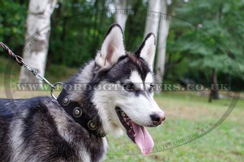 Husky Dog Collar Leather with Studs | Soft Leather Dog Collar