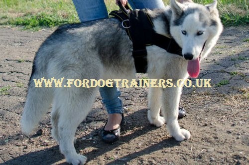 Husky Harness UK Best Choice | Husky Sled Harness