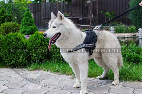 Husky Harness with Handle and Reflexive Trim | High Vis Harness