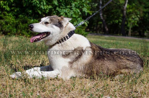 Leather Collars with Square Rivets for Husky Style