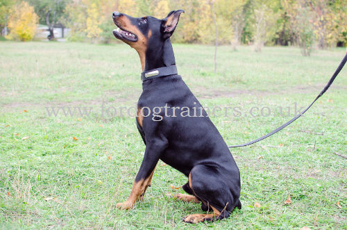 Dog Collar with ID | Doberman Collars with ID Tag Plate