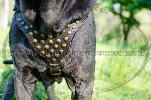 Italian Mastiff Dog Leather Harness | Large Dog Leather Harness
