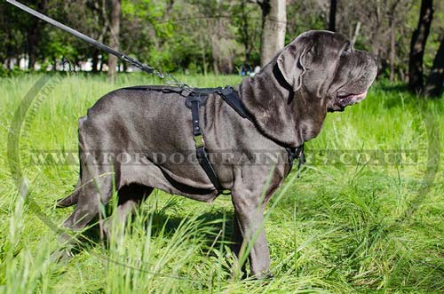 Italian Mastiff Training Dog Harness Mastiff Dog Harness Italian Mastiff Training Dog Harness Mastiff Dog Harness