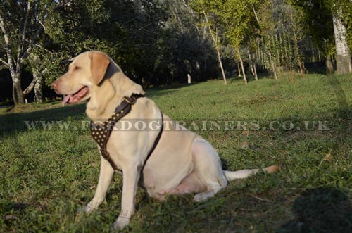 Labrador Harness Brass Studded | Walking Harness for Labrador