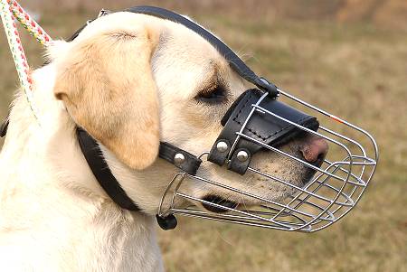 labrador muzzle