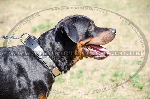 Large Dog Collar for Strong Dogs Like Rottweiler