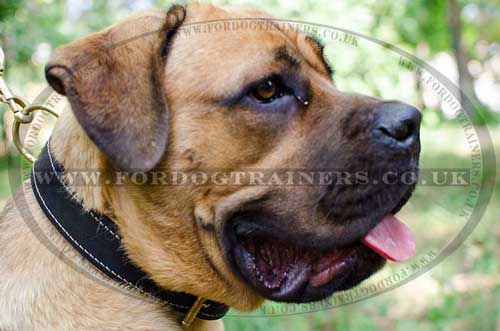 Large Dog Collar for Cane Corso | Soft Padded Dog Collar