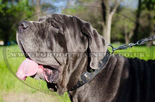 Large Dog Collar for Neapolitan Mastiff for Sale