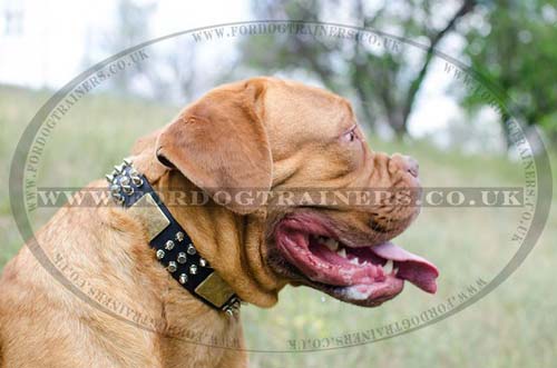 Dog De Bordo Fashion Collar | Dogue De Bordeaux Dog Collar - Click Image to Close