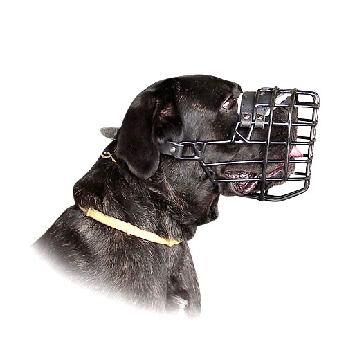 Large Dog Muzzle for Cane Corso Muzzle Size Rubber Coated Any-Weather