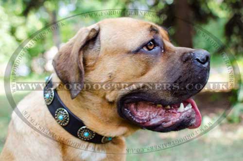 Designer Dog Collar for Mastiff | Large Leather Dog Collar