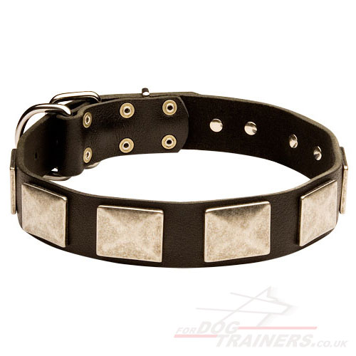 Large Strong Dog Collar With Massive Nickel Plates