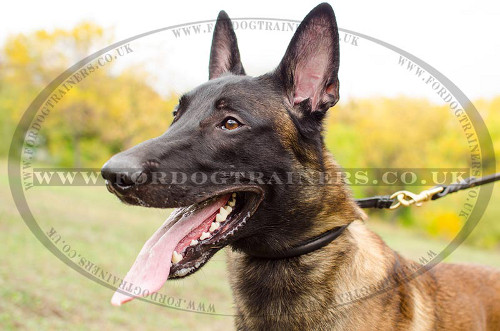 Round Leather Collar | Soft Leather Dog Collar for Malinois, NEW