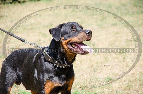 Rottweiler Collars with 2 Rows of Glancing Spikes