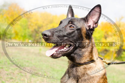 Soft Padded Dog Collar for Malinois | Dog Choker Collar