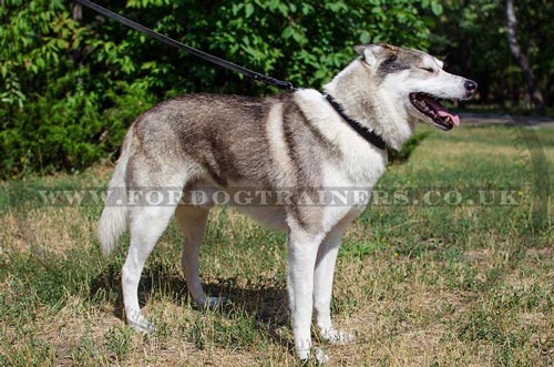 Leather Dog Collar for West Siberian Laika | Husky Collar