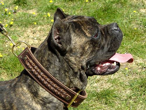 Cane Corso Mastifff Collar Braided 2 Ply Leather Design