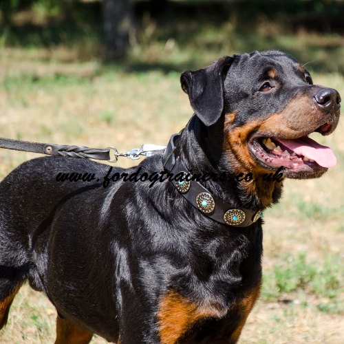 Leather Dog Collar for Rottweiler | Rottweiler Collars Fashion