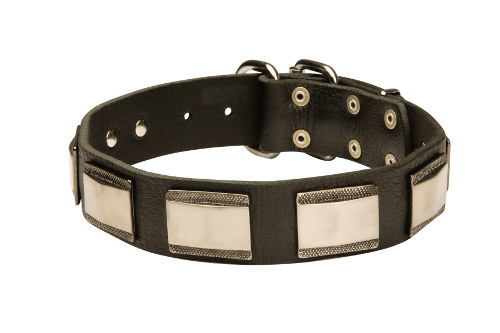 Leather Dog Collars with Nickel Plates | Designer Dog Collars UK