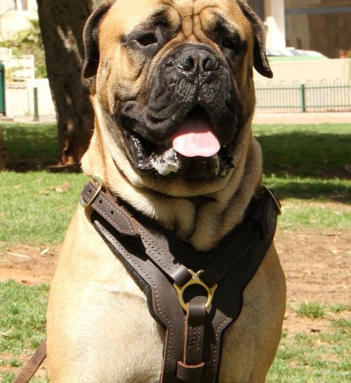 Leather Dog Harness for Bullmastiff UK | Luxury Dog Harness