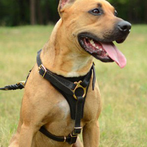 Leather Dog Harness for Pitbull Tracking Walking UK