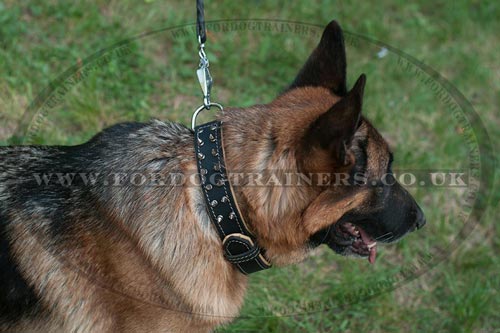 Padded Leather, Soft Touch German Shepherd Spiked Collar