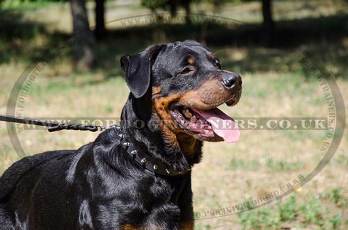 Strong and Stylish Rottweiler Dog Collars with Spikes