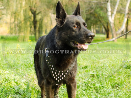 German Shepherd Dog Harness with Glossy Brave Spikes - Click Image to Close