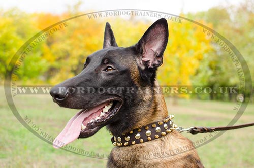 Luxury Dog Collar for Malinois | Spiked Dog Collar Glance Style