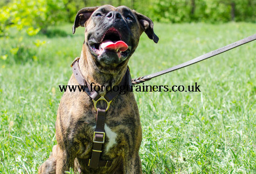 Luxury Dog Harness for Boxer Boxer Harness UK Best Choice