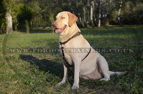 Luxury Leather Dog Harness for Labrador Walking