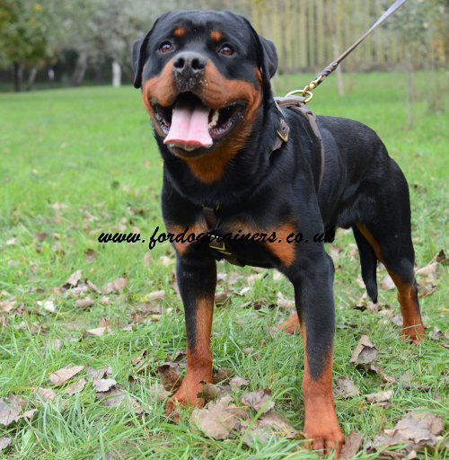 Luxury Dog Harness for Rottweiler Handcrafted of Natural Leather