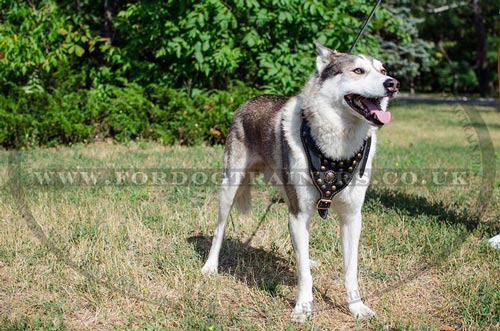 Luxury Dog Harness for Husky - Royal Style