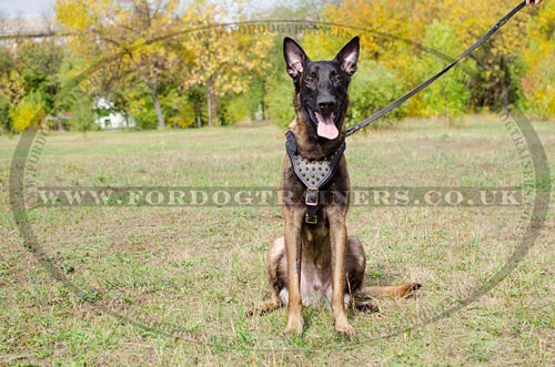 Luxury Dog Harnesses with Brass Spiked Design, Soft Padded