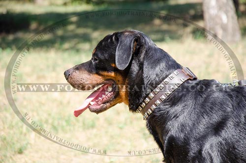 Rottweiler Luxury Leather Dog Collars Handmade by Professionals