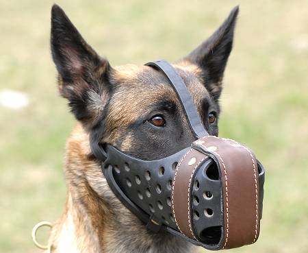 Leather dog muzzle for Malinois,Dondi style