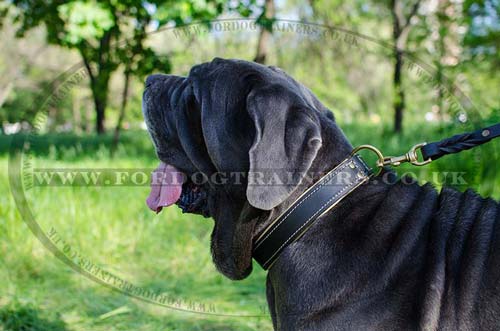 Mastiff Dog Collar UK | Padded Dog Collar for Italian Mastiff - Click Image to Close