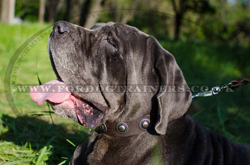 Neapolitan Mastiff Dog Leather Collar with Studded Design