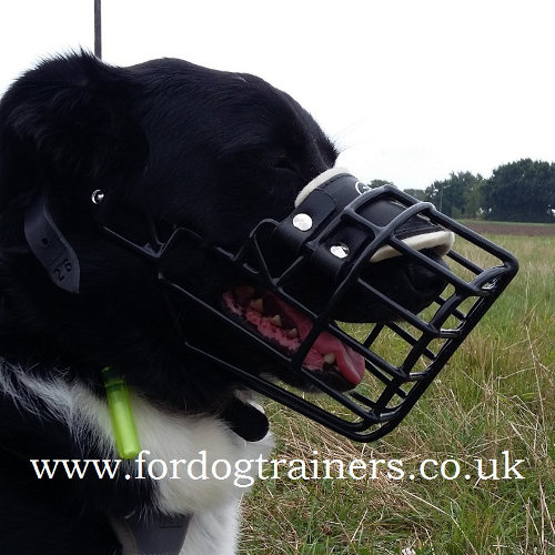 Collie Muzzle with Rubber-Coated Wire for Winter Use