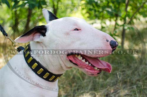 New Dog Collars for English Bull Terrier Brass Plated