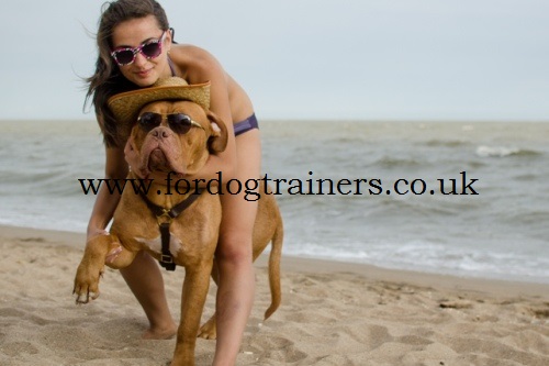 Dog De Bordeaux Harness Luxury Design | Dog De Bordo Harness