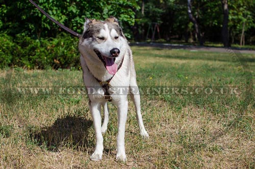 Luxury Dog Harness for Husky Dogs | West Siberian Laika Harness