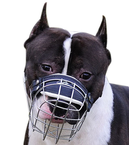 Wire Dog Muzzle for Amstaff