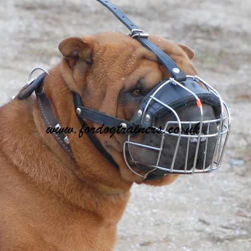 Shar Pei Muzzle Best Choice for Comfort and Safety of Your Dog! - Click Image to Close