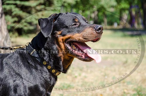 Soft Leather Dog Collars with Medals for Rottweiler Style