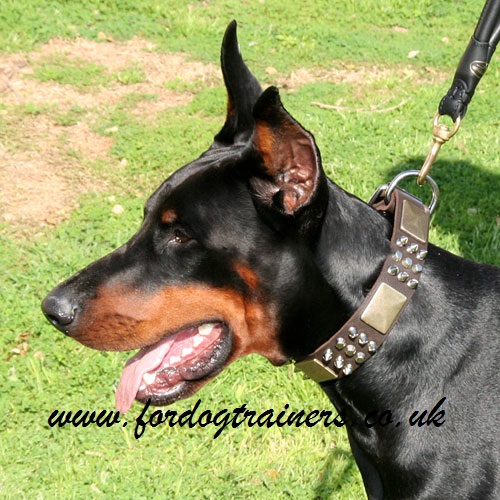 Gorgeous Doberman Collar with Spikes, Plates and Pyramids