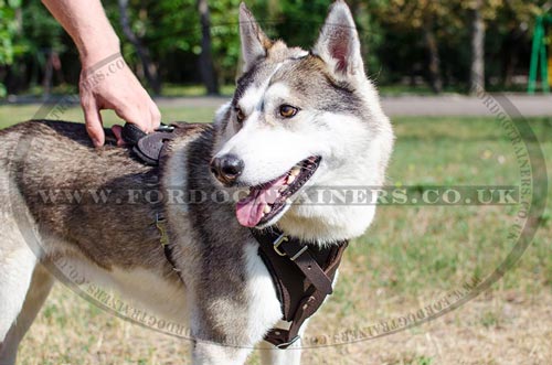 Best Training Dog Harness for Siberian Laika, Malamute and Husky