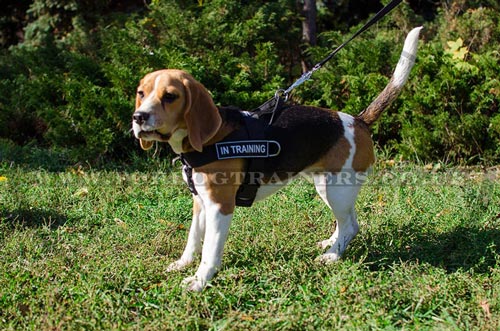No Pull Harness for Beagle | Beagle Harness for Stop Dog Pulling